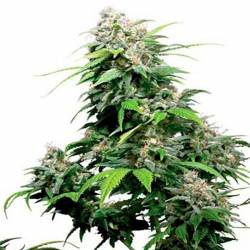 California Dream Feminizada de Mandala Seeds