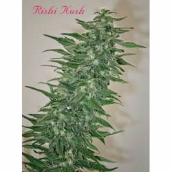 Rishi Kush Regular de Mandala Seeds