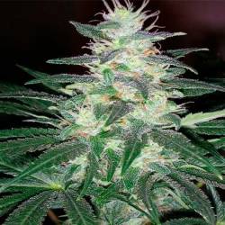 Critical Sensi Star (Indica Line) Feminizada de Delicious