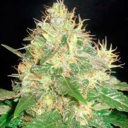 Northern Light Blue (indica Line) Feminizada de Delicious