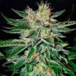 Sugar Black Rose Autofloreciente Feminizada de Delicious