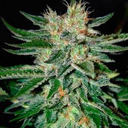Sugar Candy (Indica Line) Feminizada de Delicious
