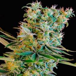 Kritikal Bilbo Feminizada de Genehtik Seeds