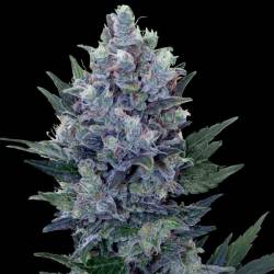 Northern Lights Autofloreciente Feminizada de Genehtik Seeds