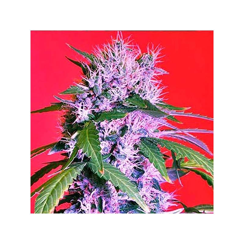 Berry Bomb Feminizada de Bomb Seeds