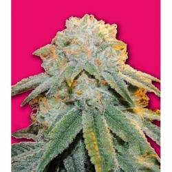 Bubble Bomb Feminizada de Bomb Seeds