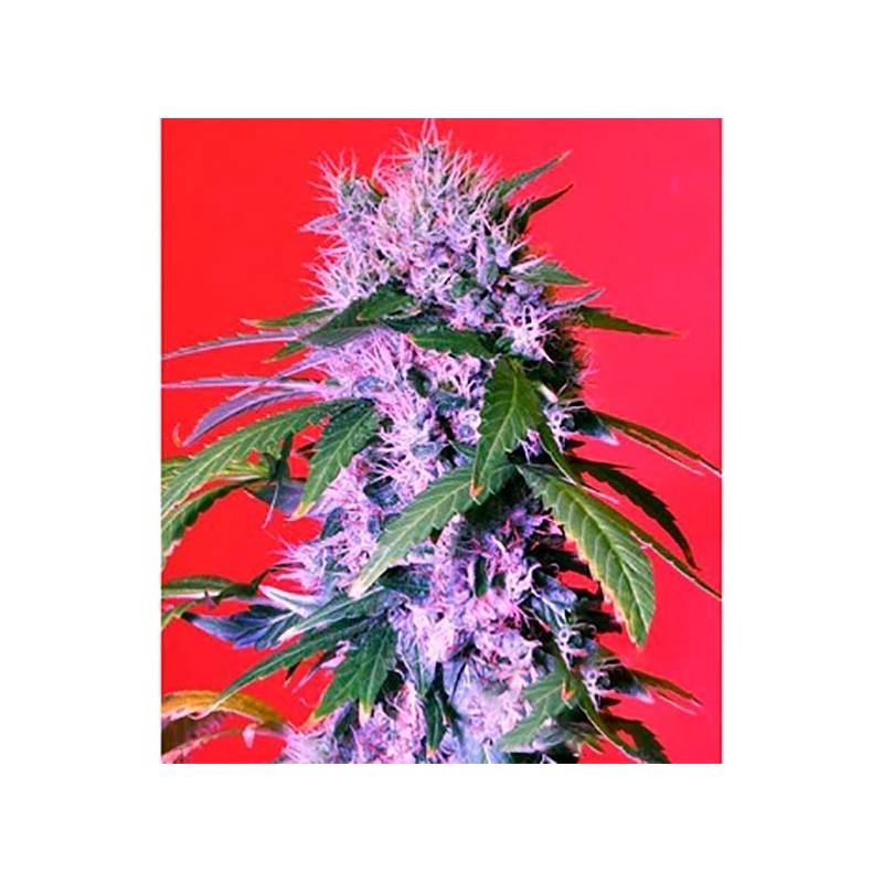 Berry Bomb Autofloreciente Feminizada de Bomb Seeds