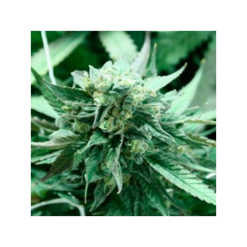 Khufu Regular de Devils Harvest Seeds