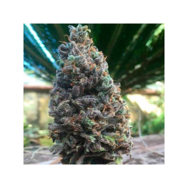 CBD Amnesia Feminizada de Cbd Seeds
