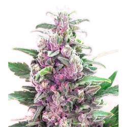 THC Bomb Autofloreciente Feminizada de Bomb Seeds