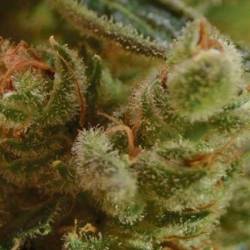 One To One Feminizada de Cbd Seeds