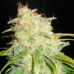 Yumbolt Feminizada de Cbd Seeds