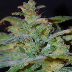AK Autofloreciente Feminizada de Female Seeds