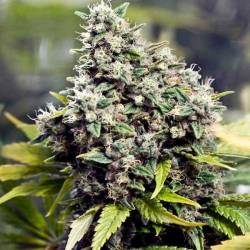 Grapefruit Feminizada de Female Seeds