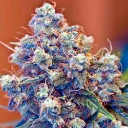Iced Grapefruit Feminizada de Female Seeds