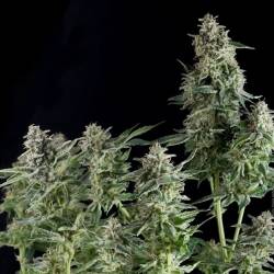 Northern Lights Autofloreciente Feminizada de Pyramid Seeds