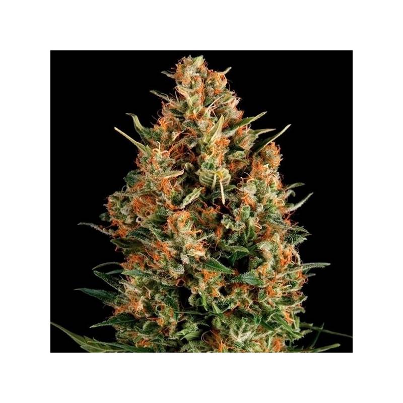 Wembley Autofloreciente Feminizada de Pyramid Seeds
