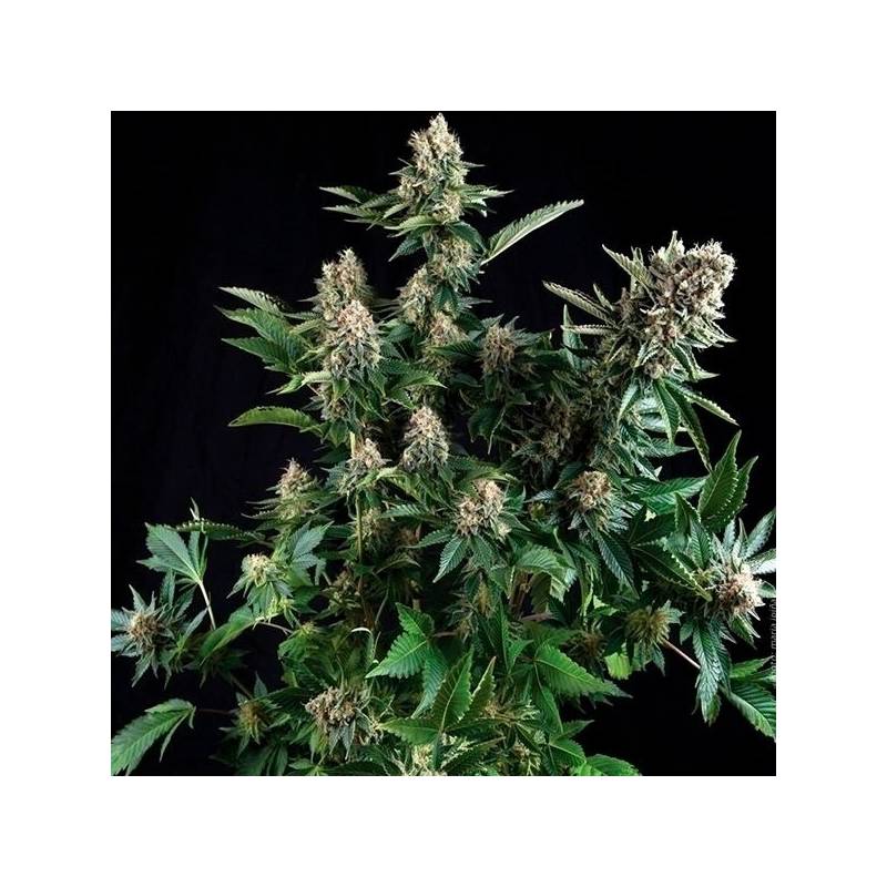 White Widow Autofloreciente Feminizada de Pyramid Seeds