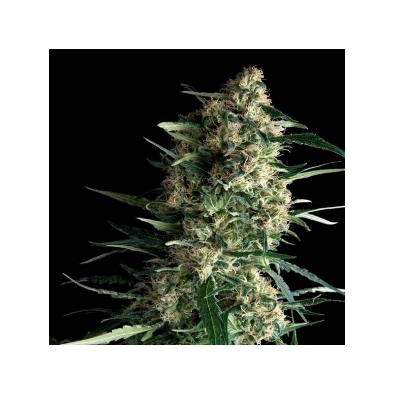 Galaxy Feminizada de Pyramid Seeds