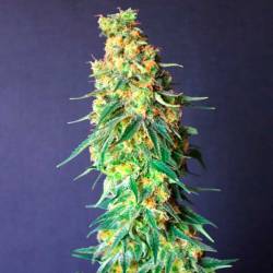 White Domina CBD Feminizada de Kannabia Seeds