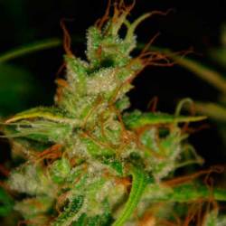 2046 Feminizada de Medical Seeds