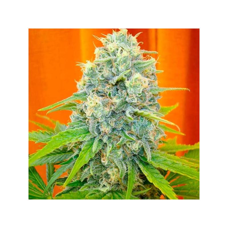 Channel + Feminizada de Medical Seeds