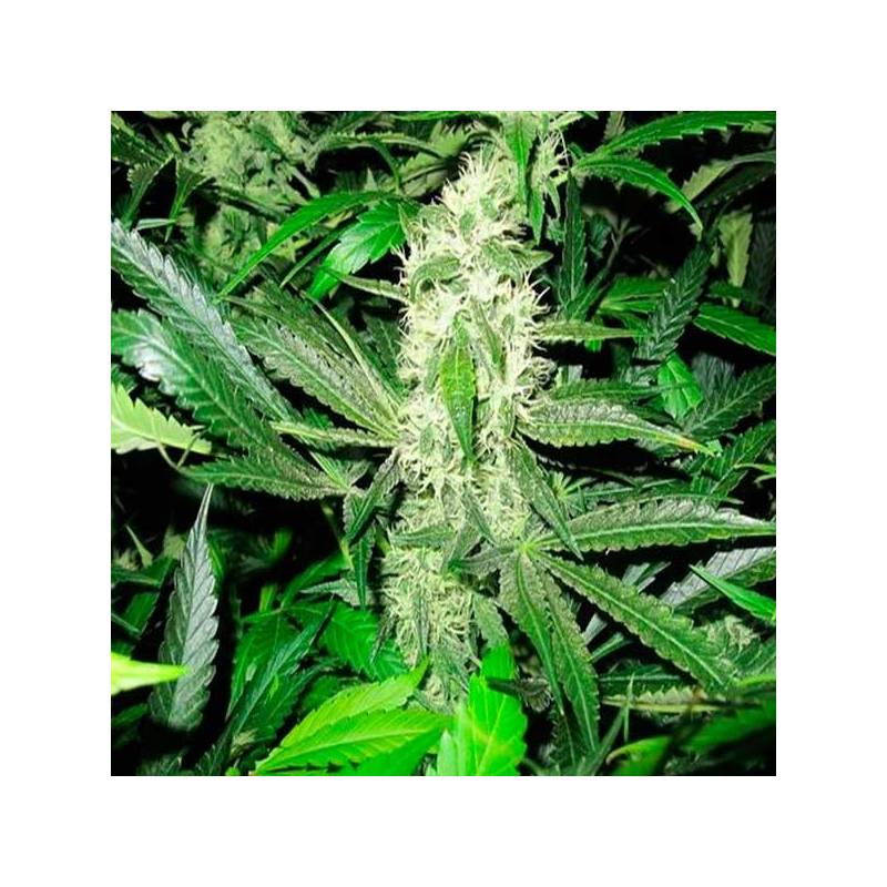 Y Griega Feminizada de Medical Seeds