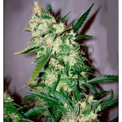 Afghan Skunk X Afghan HazeMr. Nice Regular de Mr. Nice