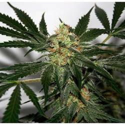 Early Skunk Haze Regular de Mr. Nice