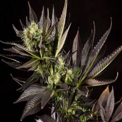 Heaven's Fruit Feminizada de Philosopher Seeds