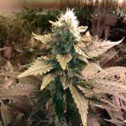 Acid Feminizada de Paradise Seeds