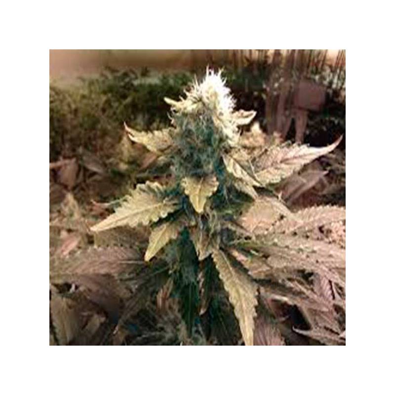Acid Feminizada de Paradise Seeds