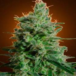 Delahaze Feminizada de Paradise Seeds