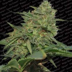 Original Cheese Feminizada de Paradise Seeds