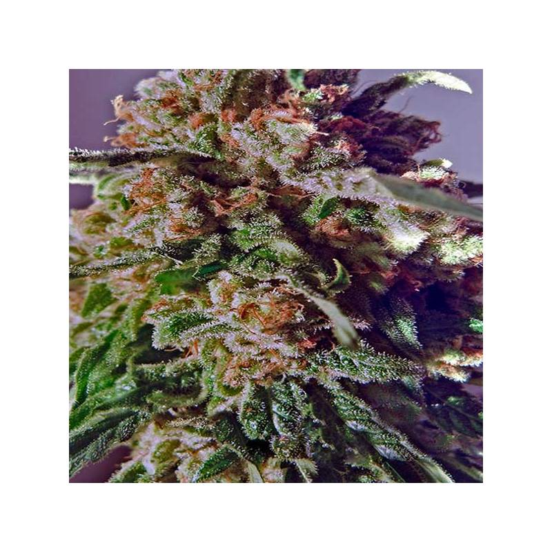 Black Widow CBD Feminizada de Positronics