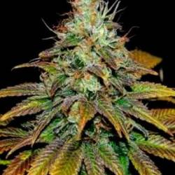 Somango N47 Feminizada de Positronics