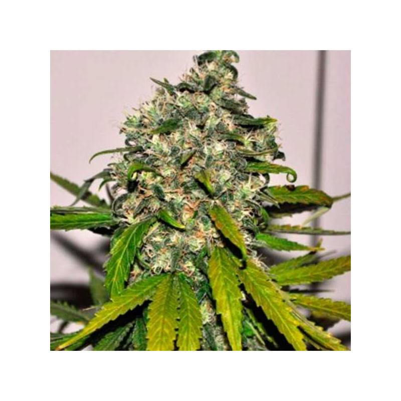 AK-48 Autofloreciente Feminizada de Nirvana