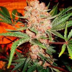 Bubblelicious Autofloreciente Feminizada de Nirvana