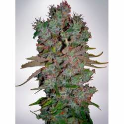 Blueberry Domina Autofloreciente Feminizada de Ministry Seeds