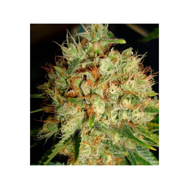 Big Bud XXL Feminizada de Ministry Seeds