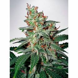 Carnival Feminizada de Ministry Seeds