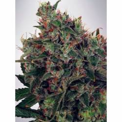 Ultra White Amnesia Feminizada de Ministry Seeds