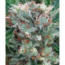 Zensation Feminizada de Ministry Seeds