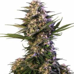 Kraken Autofloreciente Feminizada de Buddha Seeds