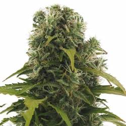 High Density Autofloreciente Feminizada de Heavyweight Seeds