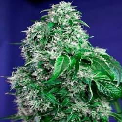 Big Devil F1 Fast Version Feminizada de Sweet Seeds