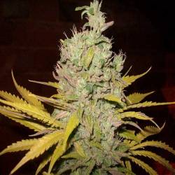 Botafumeiros Feminizada de Sweet Seeds