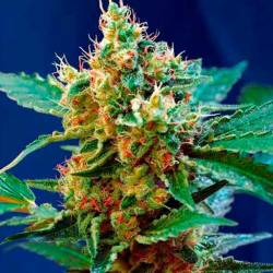 Cream Mandarine F1 Fast Version Feminizada de Sweet Seeds
