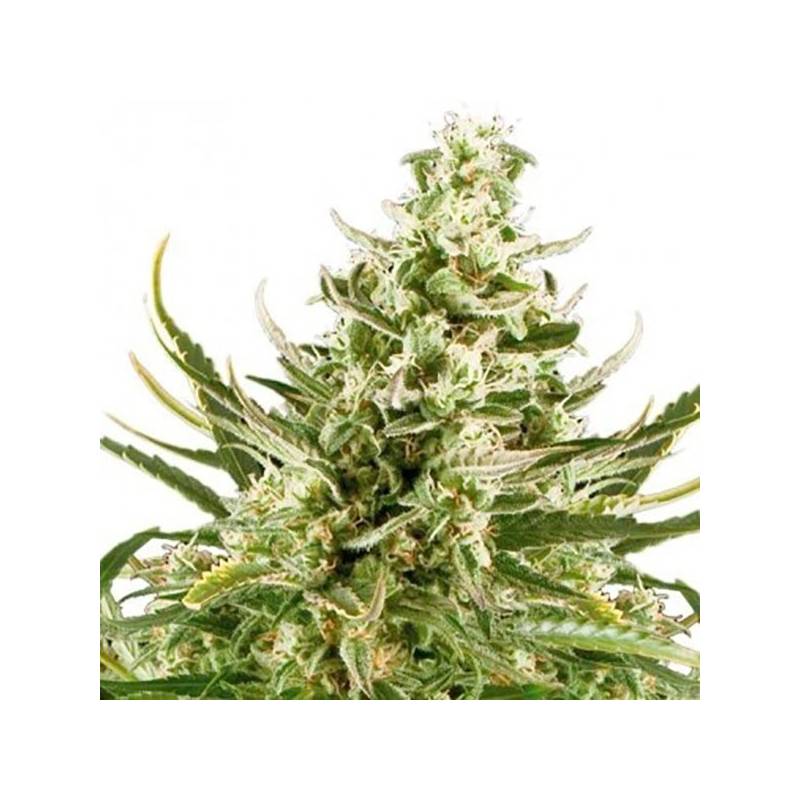 Critical Autofloreciente Feminizada de Bulk Seeds Bank