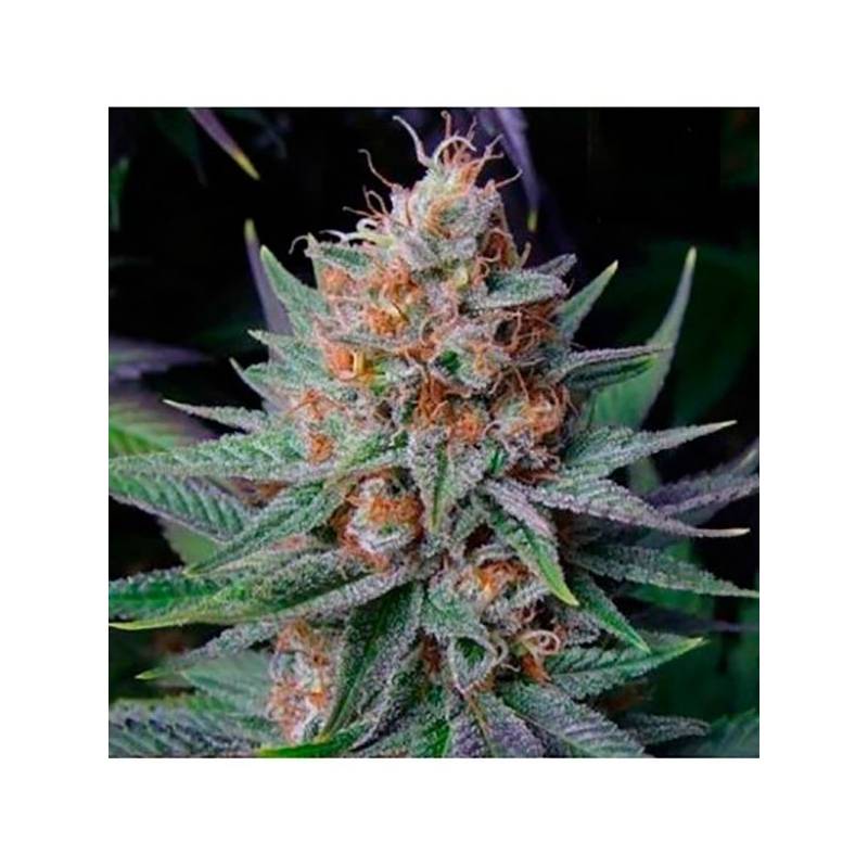 Lavender Best Autofloreciente Feminizada de Bulk Seeds Bank